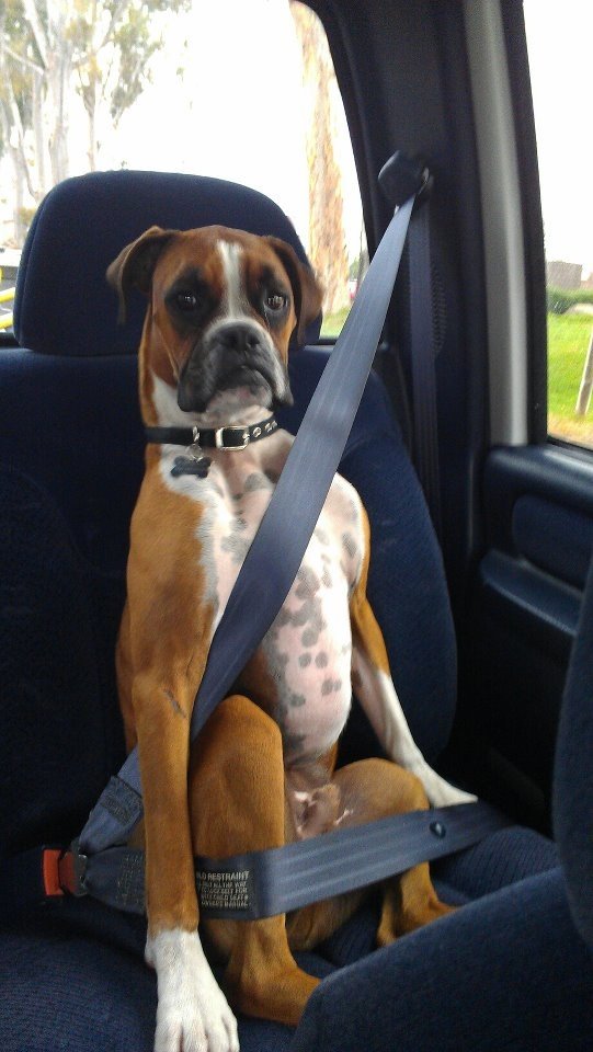 Boxer Dog sitting on the car seat with its seat belt on