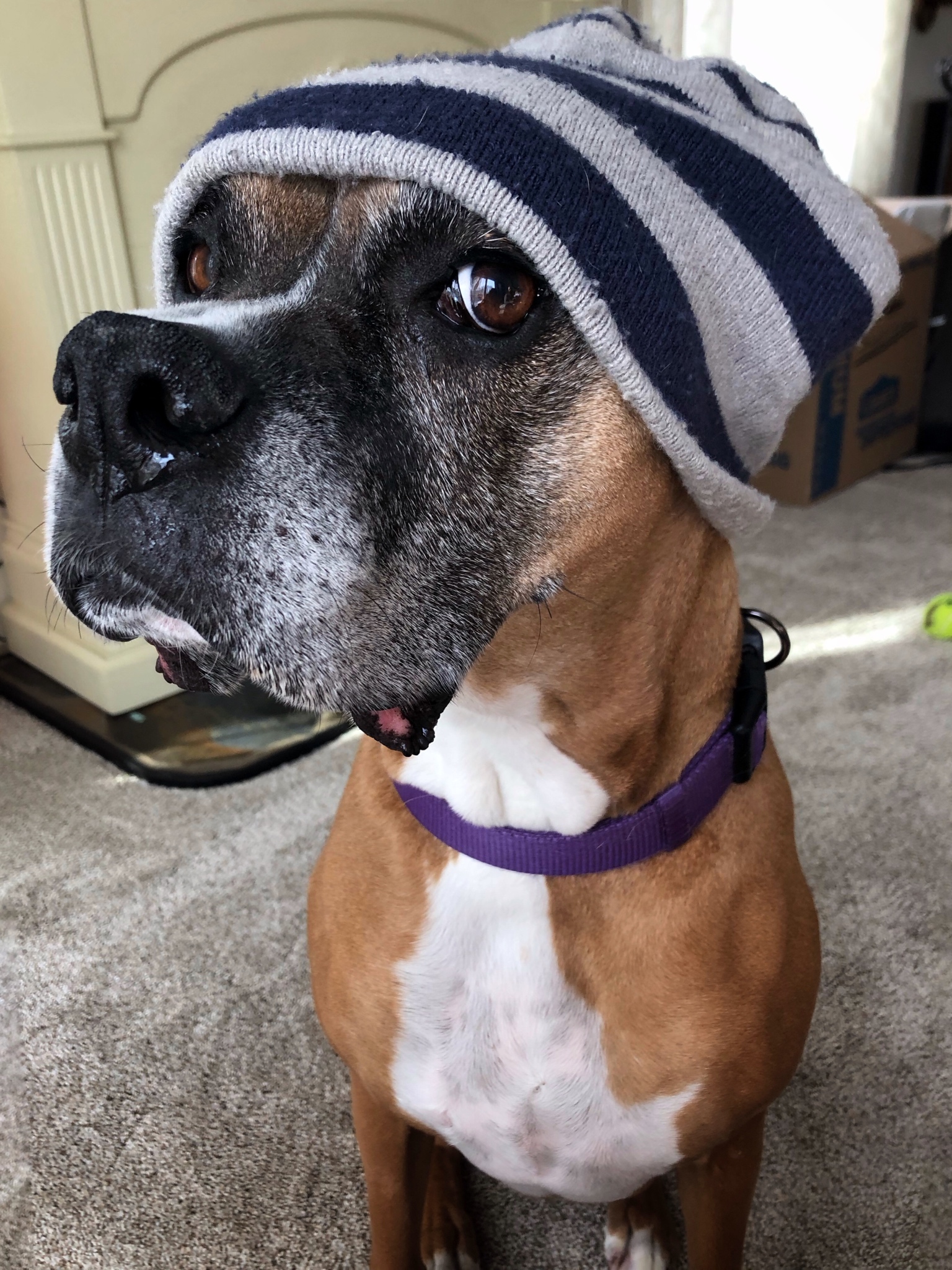 Boxer Dog wearing a beanie