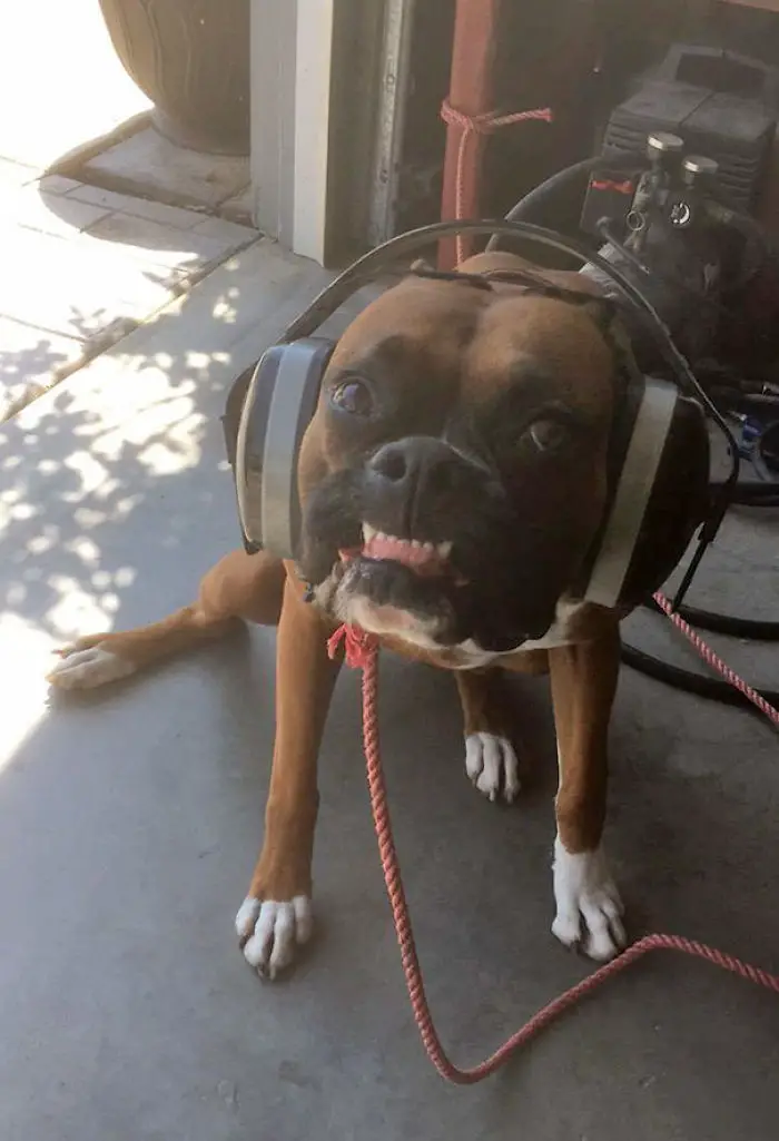 A Boxer Dog sitting on the floor while wearing headphones