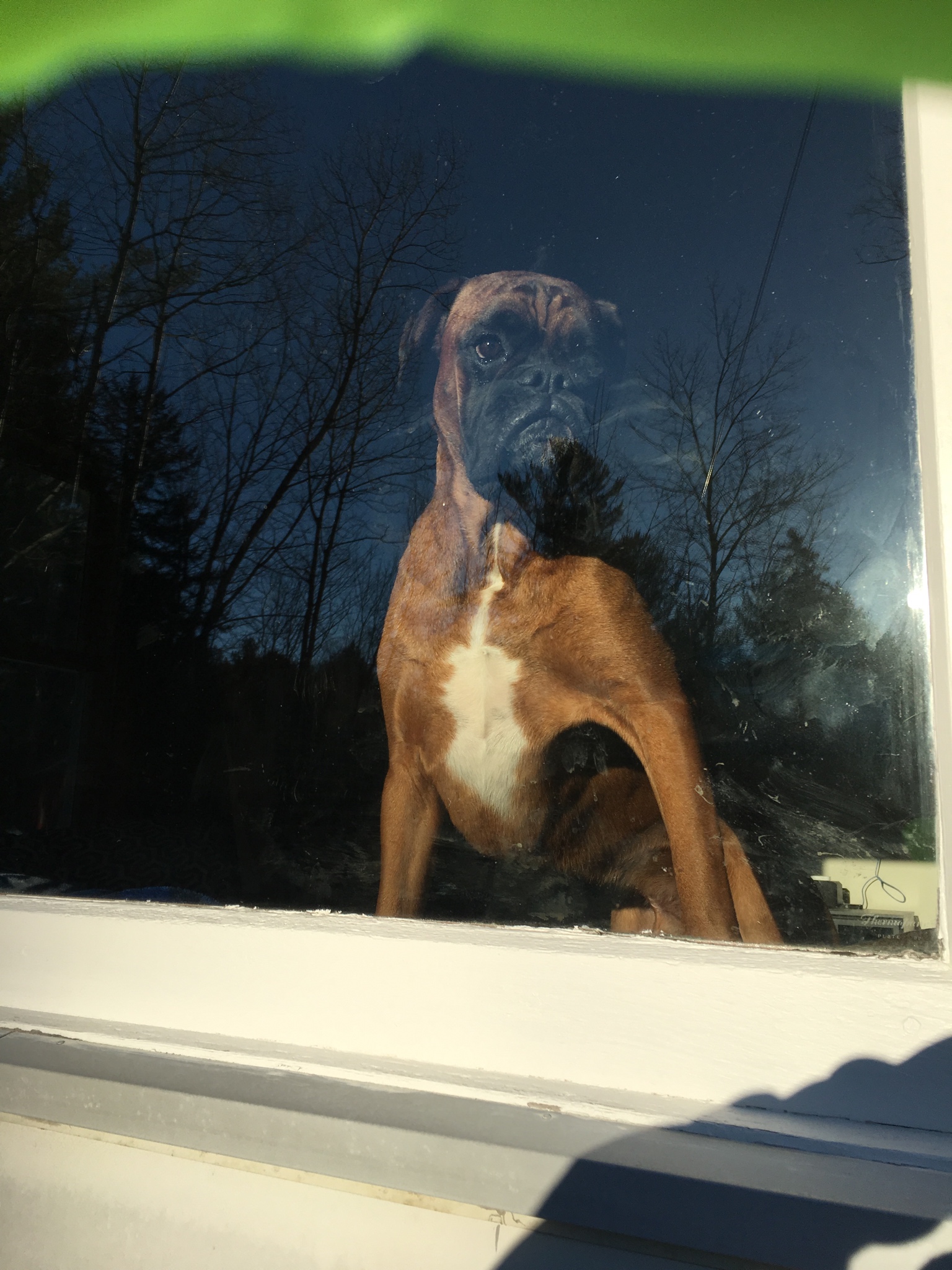 Boxer Dog inside the house beside the windowsill