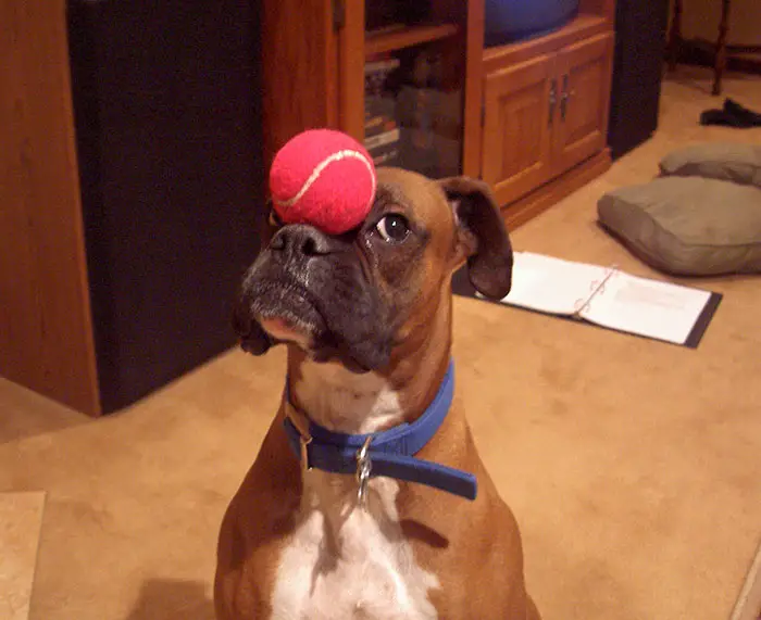 A Boxer Dog sitting on the floor while balancing a red ball on top of its nose