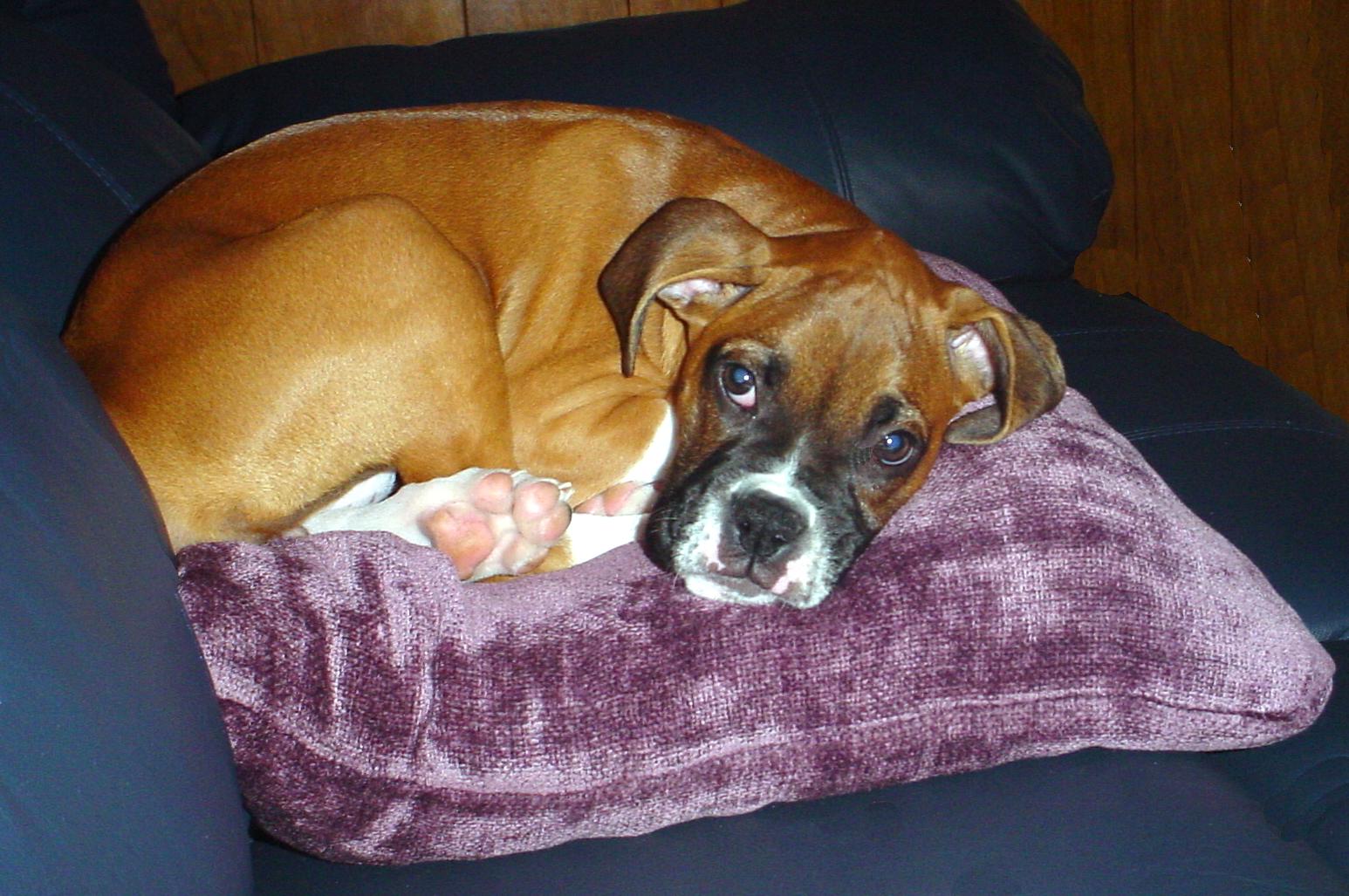 Boxer Dog curled up in the pillow on the couch