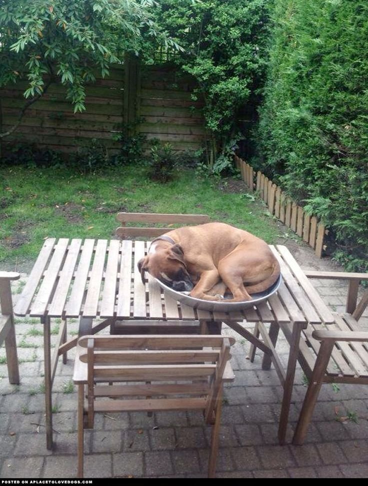 Boxer Dog curled up sleeping on a tray outdoors