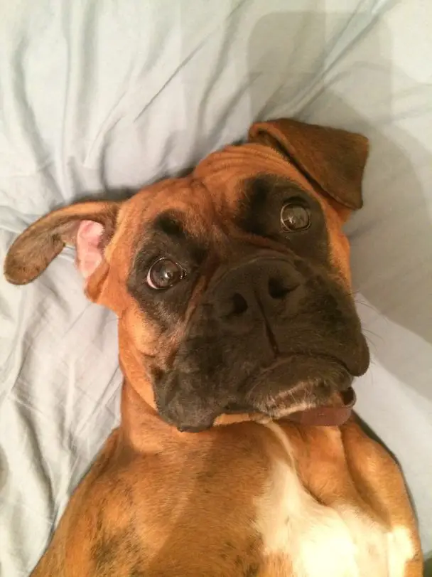 Boxer Dog lying on the bed