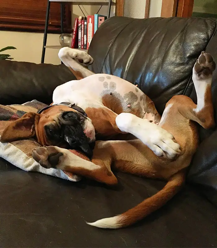 A Boxer Dog lying on the couch with its body twisted