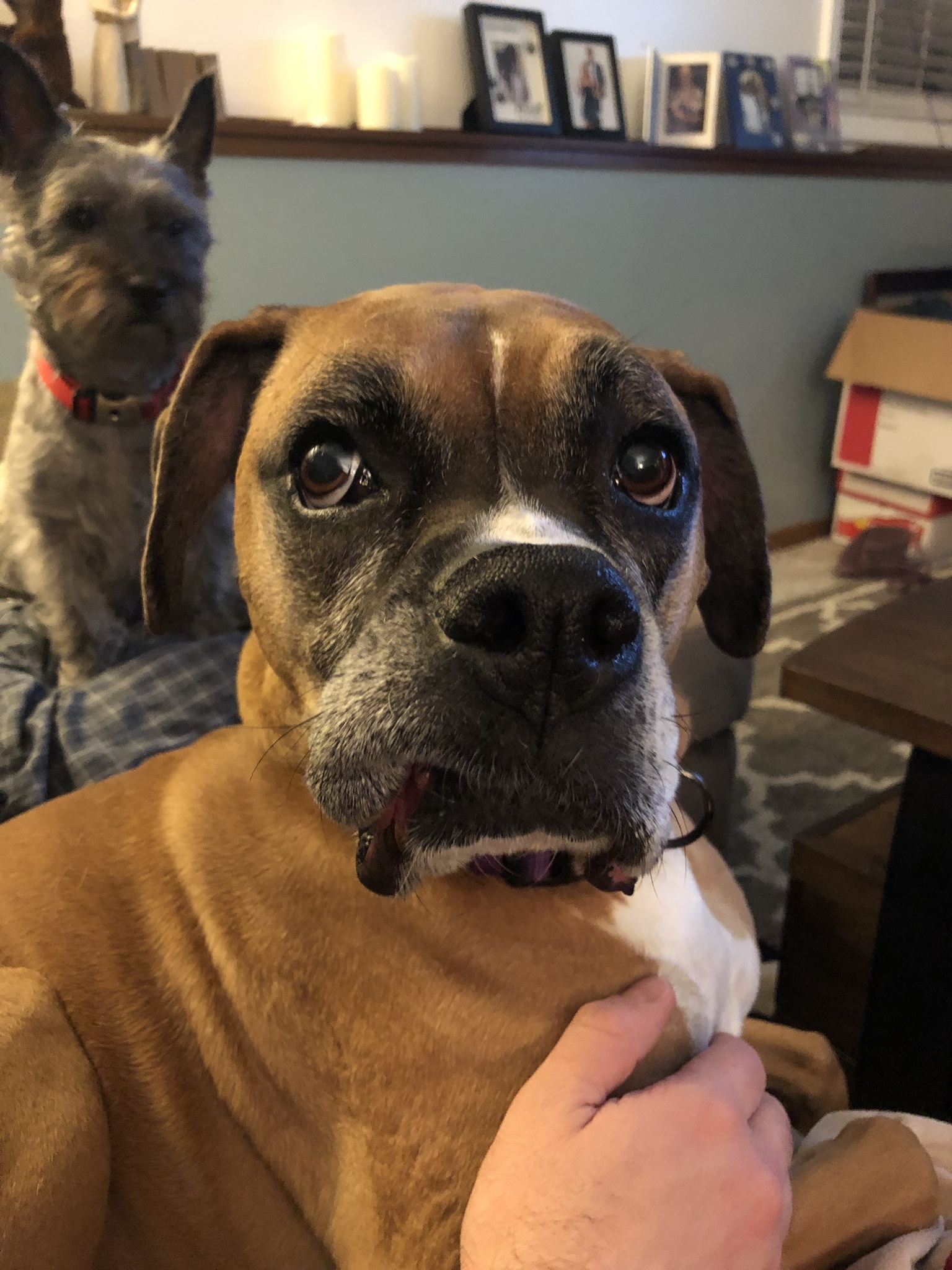 Boxer Dog sitting on the couch with a dog behind him