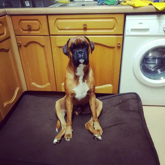 A Boxer Dog sitting on the bed