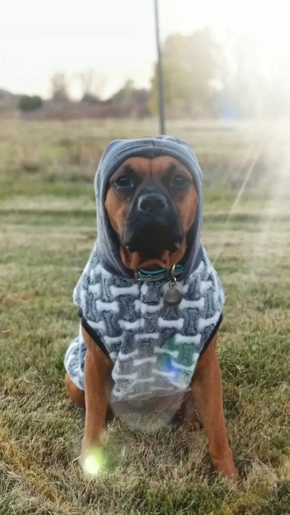Boxer Dog sitting on the green grass wearing its gray sweater with hoodie
