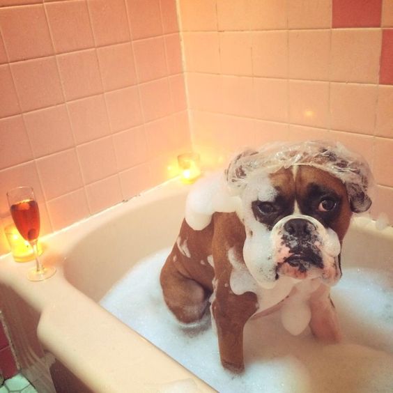 Boxer Dog taking a bath in the bathtub full of bubbles