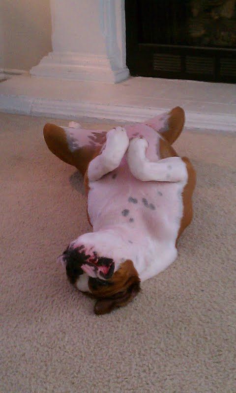 Boxer Dog lying on its back sleeping