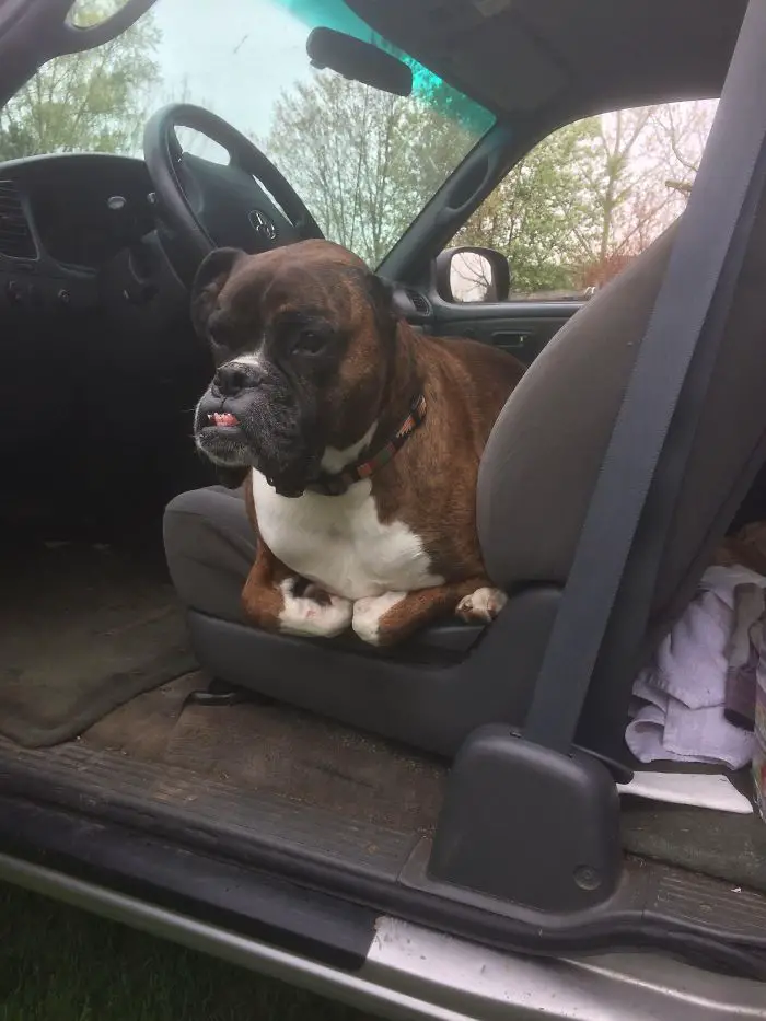 Boxer Dog lying down on the driver's seat