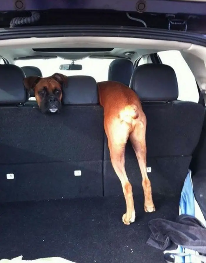 face of a boxer in the backseat of the car next to its hanging butt and legs