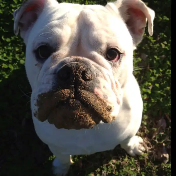 Boxer Dog with dirt in its mouth