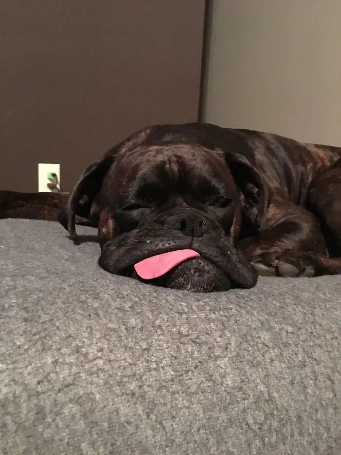 sleepy Boxer Dog lying on the bed with its tongue sticking out