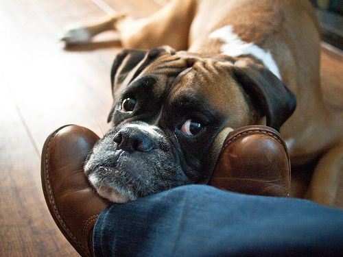 sad face of Boxer Dog on top of a man's shoes