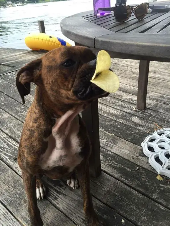 Boxer Dog with chips on its mouth that looks like a bird's beak