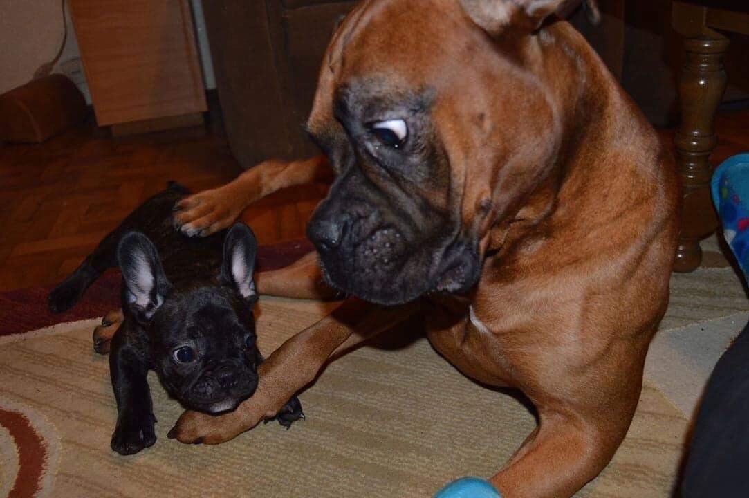 Boxer Dog looking at a boxer puppy with shock expression