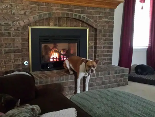 Boxer Dog with its butt near the fire