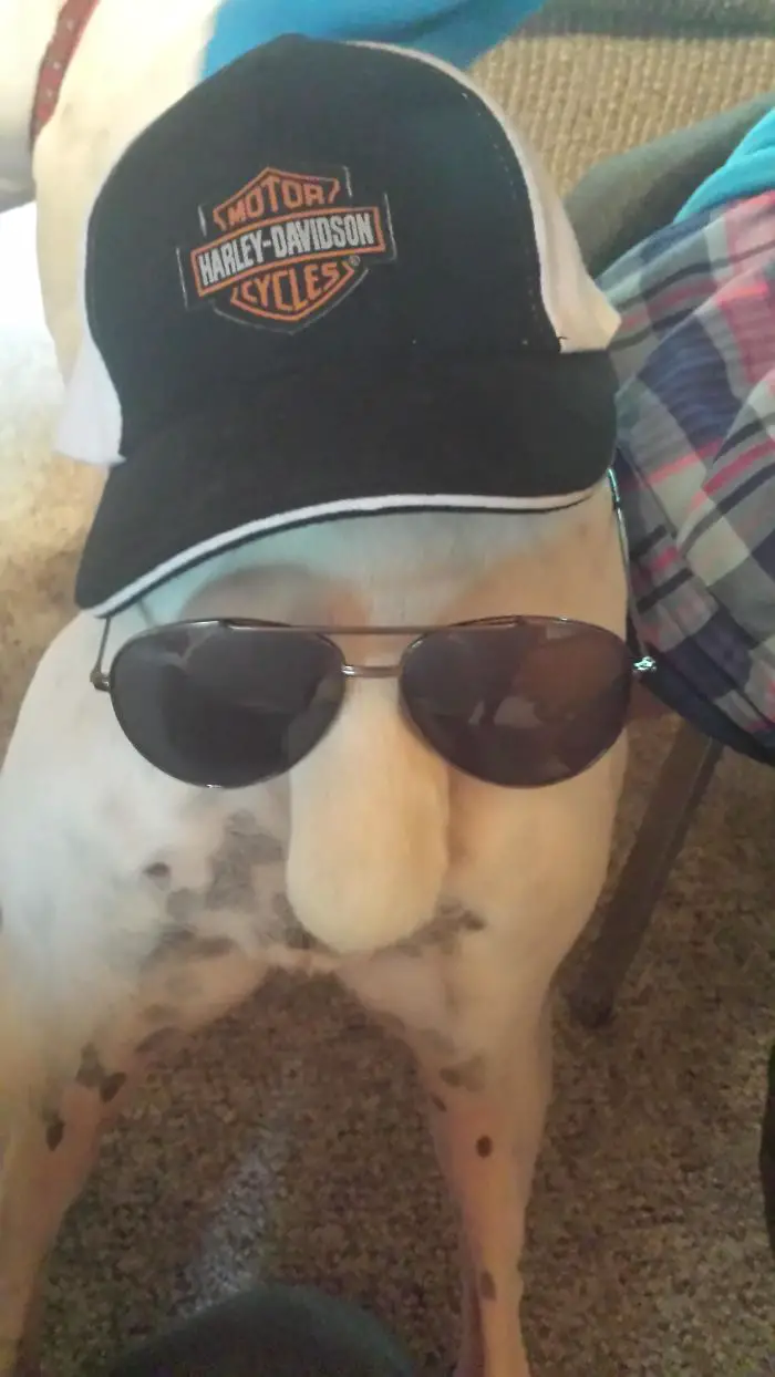funny Boxer Dog's butt wearing sunglasses and a cap