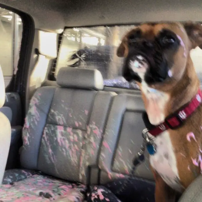 Boxer Dog sitting inside the car with scattered ice cream all over the seat