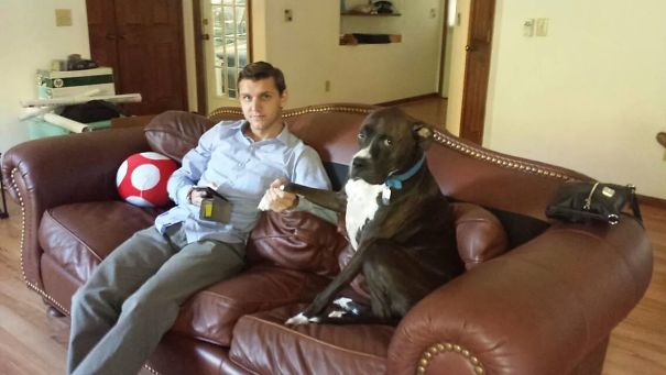 grumpy Boxer Dog handshaking a man in the couch