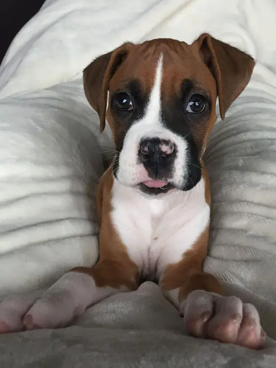 Boxer Dog on the bed