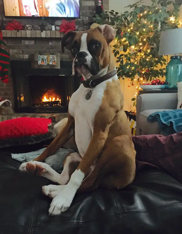 A Boxer Dog sitting on the couch in front of the fire place in the living room