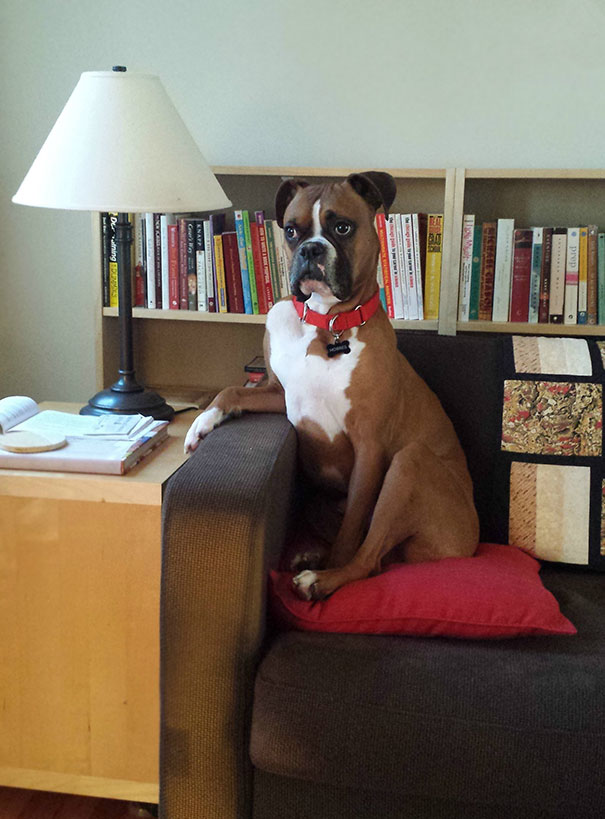 Boxer Dog sitting on the couch on top of a pillow