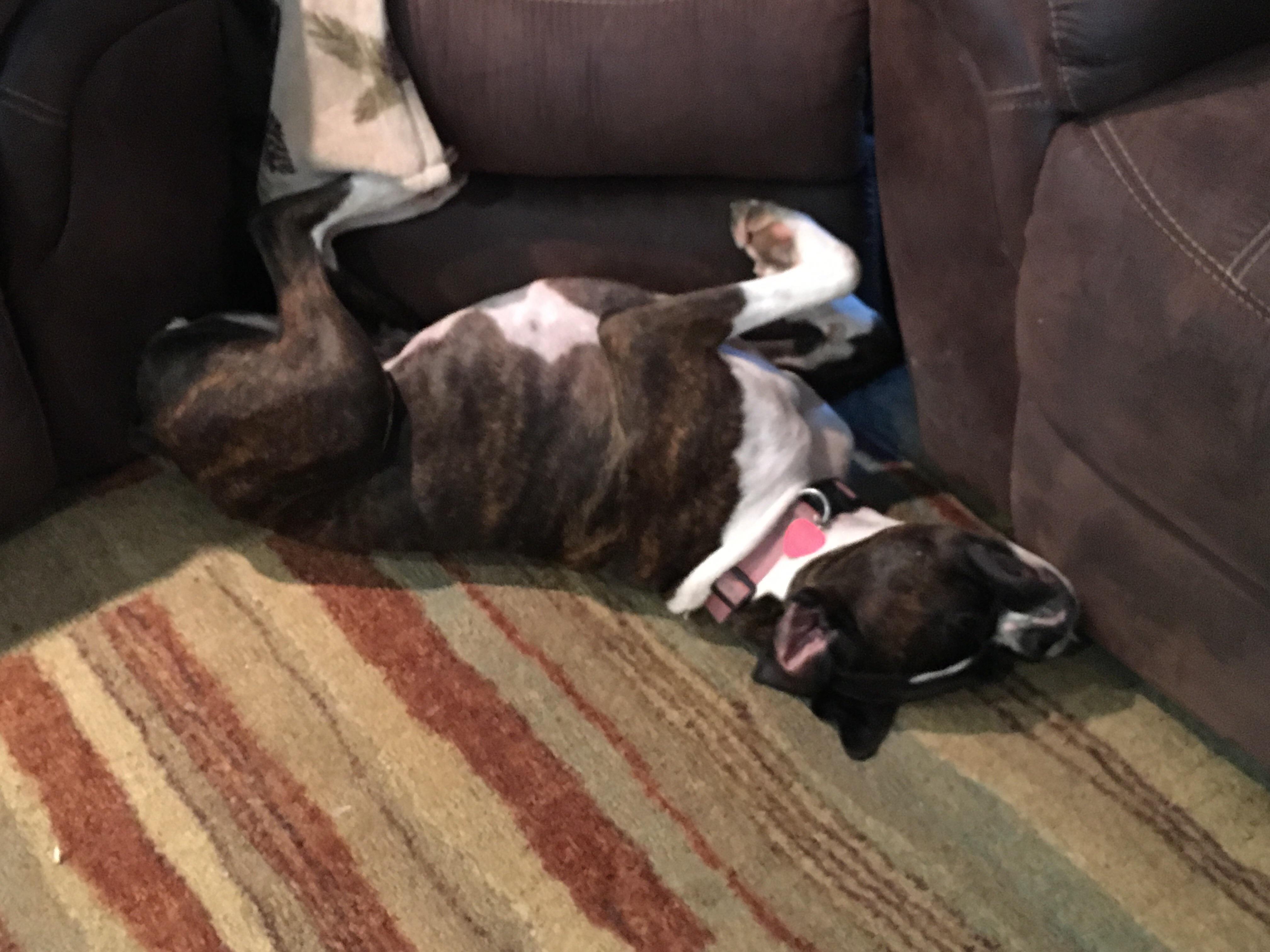 Boxer Dog sleeping on the floor