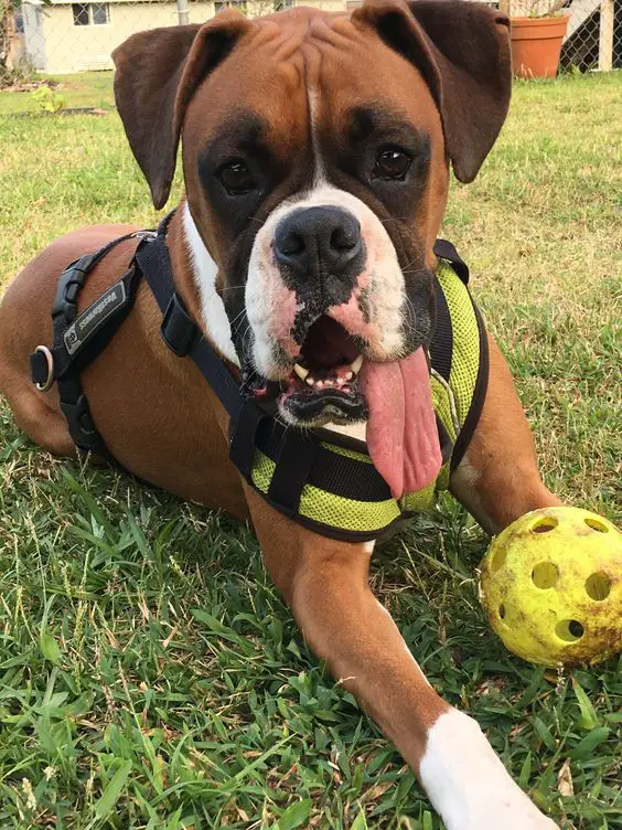 Boxer Dog lying down on the grass in the yard with its tongue out and ball in front of him