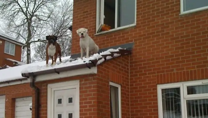 two Boxer Dogs on top of the roof with snow