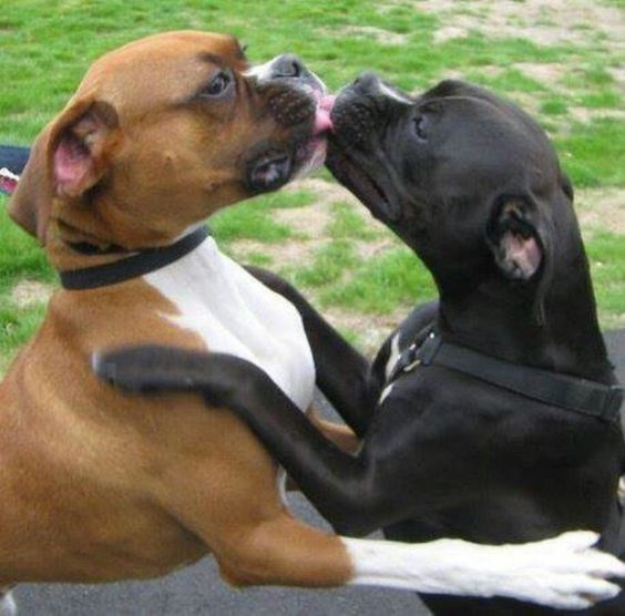 Boxer Dogs licking each other