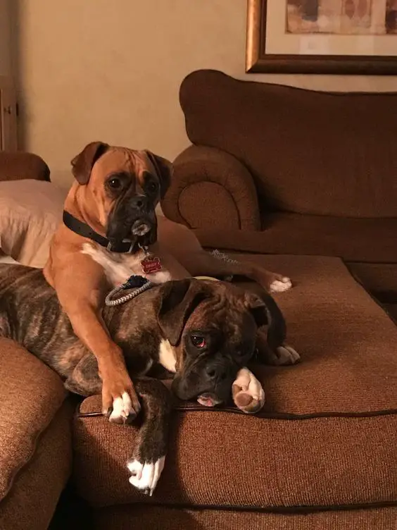 Boxer Dog sitting on the couch with its hand around a lying Boxer Dog