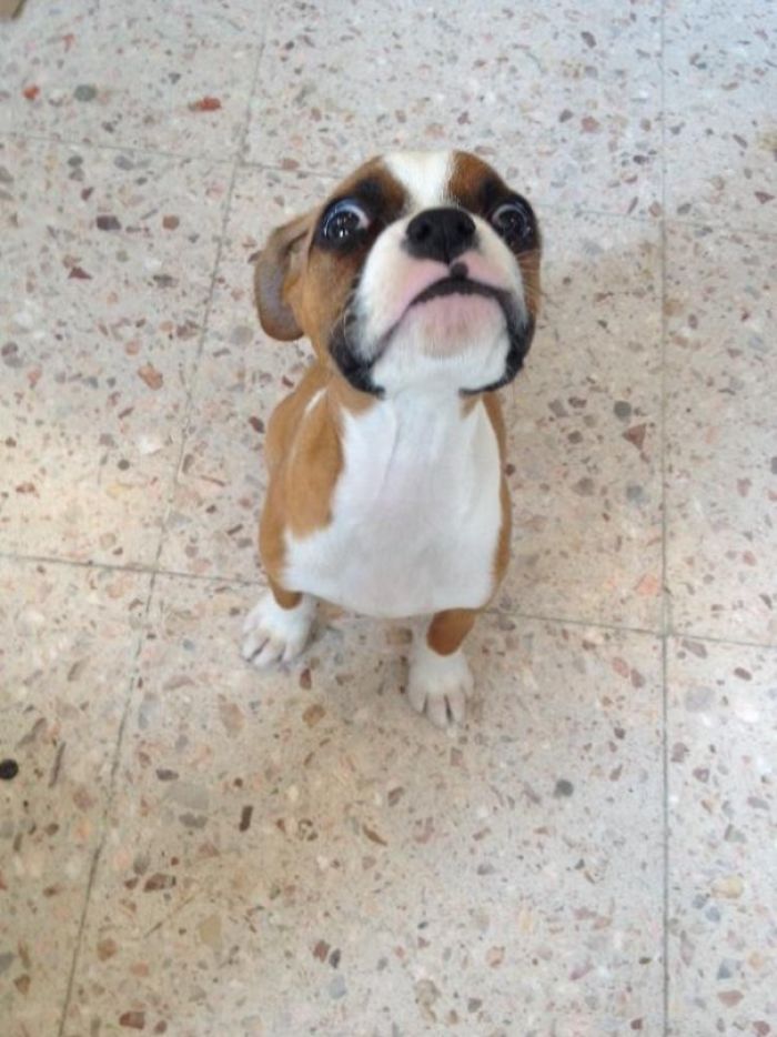 Boxer puppy sitting on the floor while raising its chin with its big begging eyes