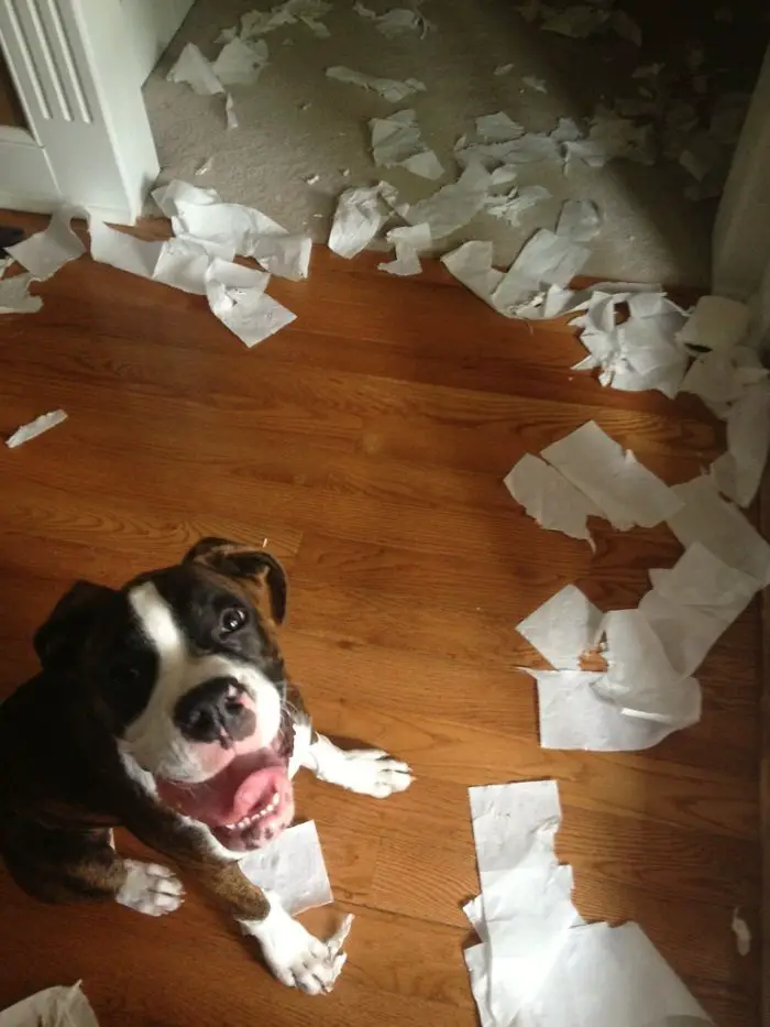 A thrilled Boxer Dog sitting with torn tissue paper on the floor