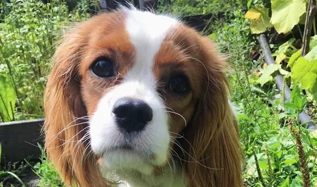 29 Foods Your Cavalier King Charles Spaniel Should Never