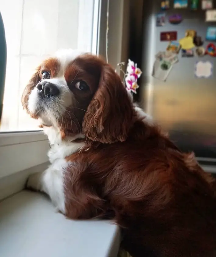 29 Foods Your Cavalier King Charles Spaniel Should Never