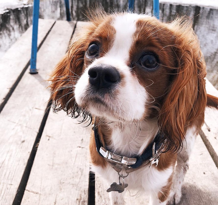 29 Foods Your Cavalier King Charles Spaniel Should Never