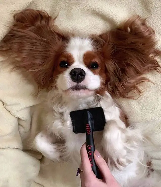Cavalier King Charles Spaniel dog dog lying on its back on the bed while combing its hair