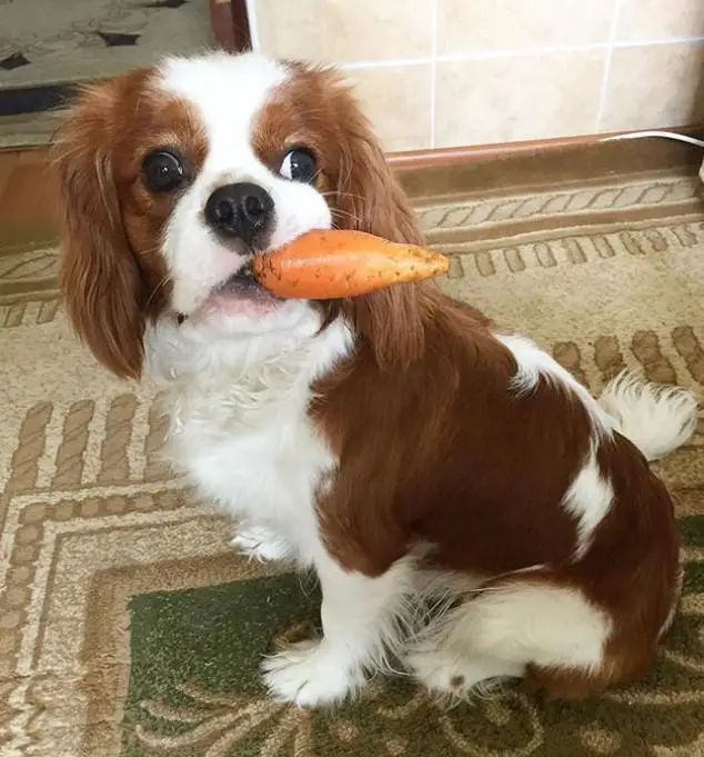 Cavalier King Charles Spaniel dog sitting on the carpet with carrots on its mouth