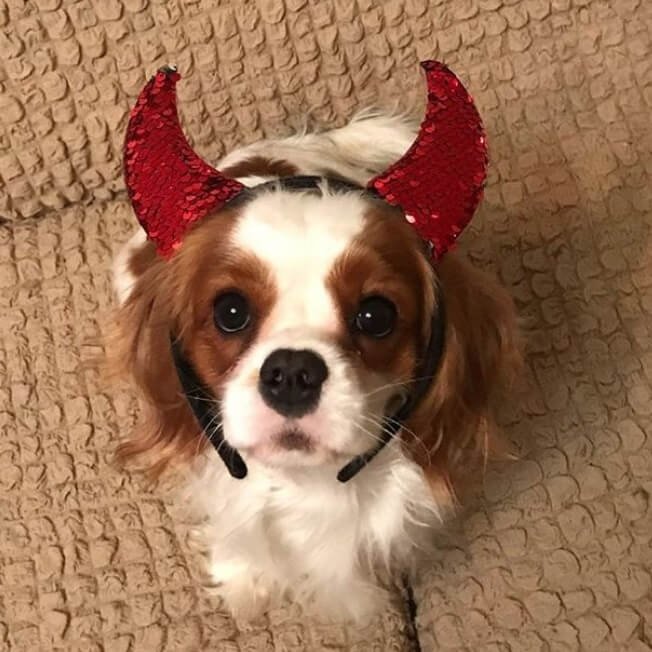 Cavalier King Charles Spaniel dog wearing a horn headband