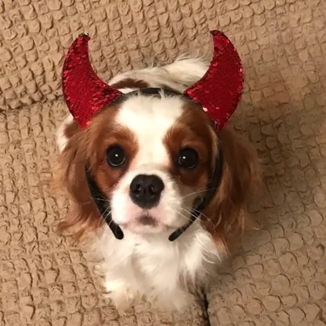 Cavalier King Charles Spaniel dog wearing a horn headband
