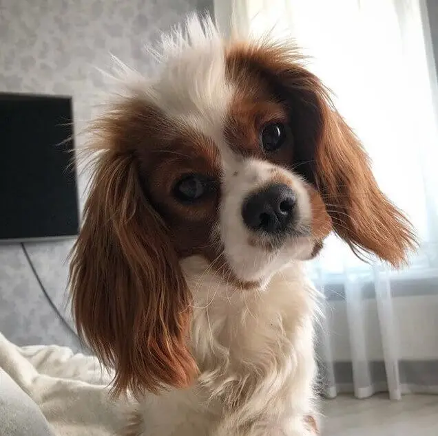 Cavalier King Charles Spaniel dog tilting its head with its jwu face