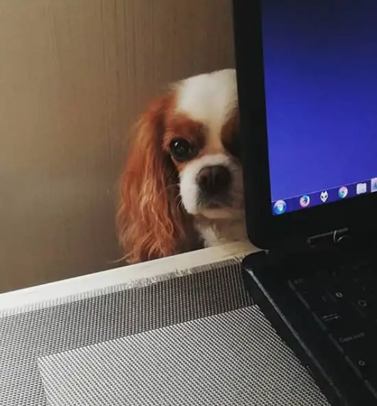 Cavalier King Charles Spaniel dog peeking behind the laptop