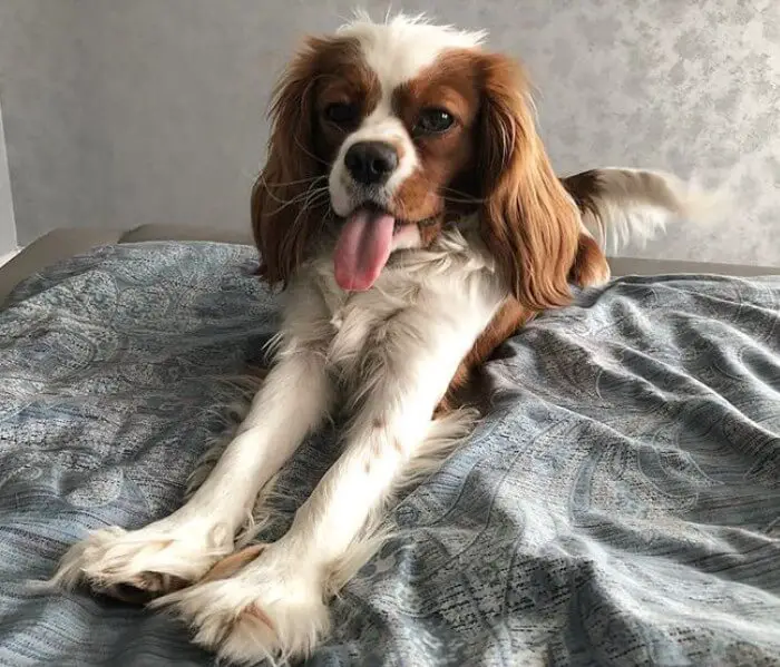 Cavalier King Charles Spaniel dog stretching on the bed with its tongue sticking out