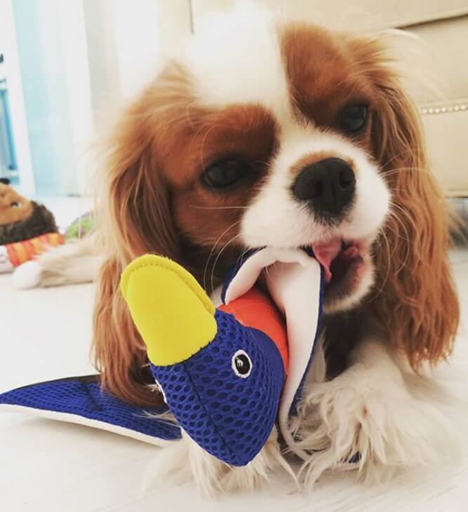 Cavalier King Charles Spaniel dog chewing a duck stuffed toy