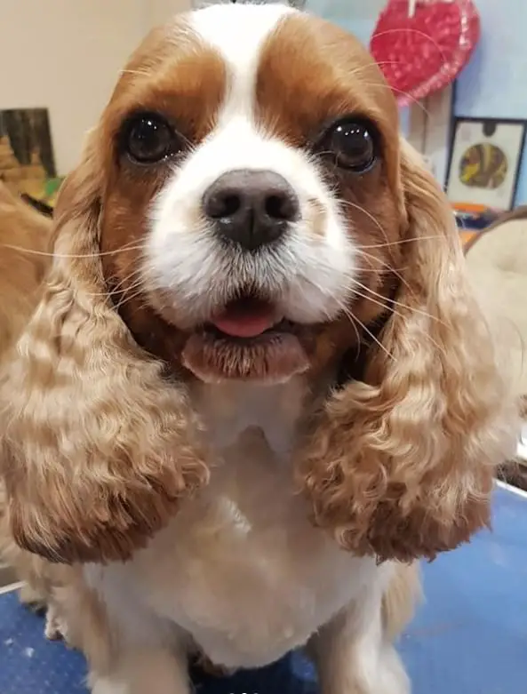 Cavalier King Charles Spaniel dog sitting on the table with its cute face and curly hair on its ears
