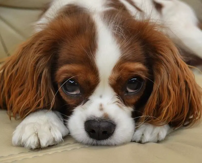 Cavalier King Charles Spaniel dog with its begging face on the couch