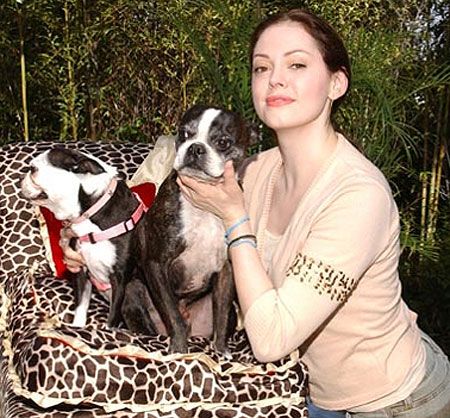 Rose McGowen with her Boston Terrier on the chair