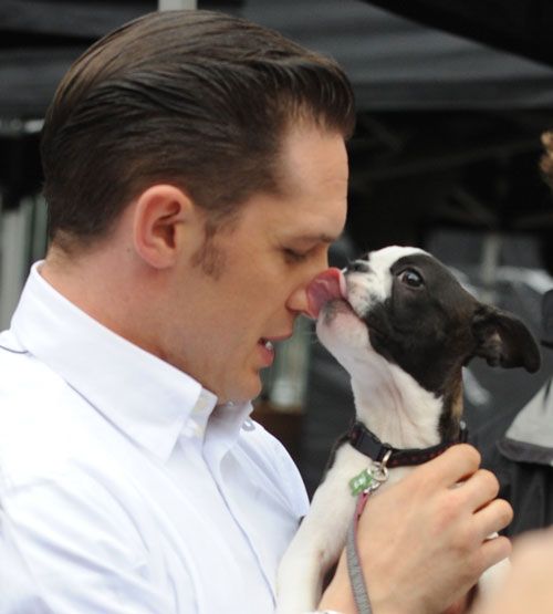 Tom Hardy with its nose being licked by a Boston Terrier